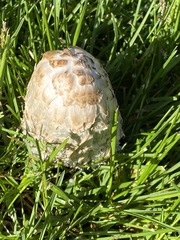 Coprinus comatus