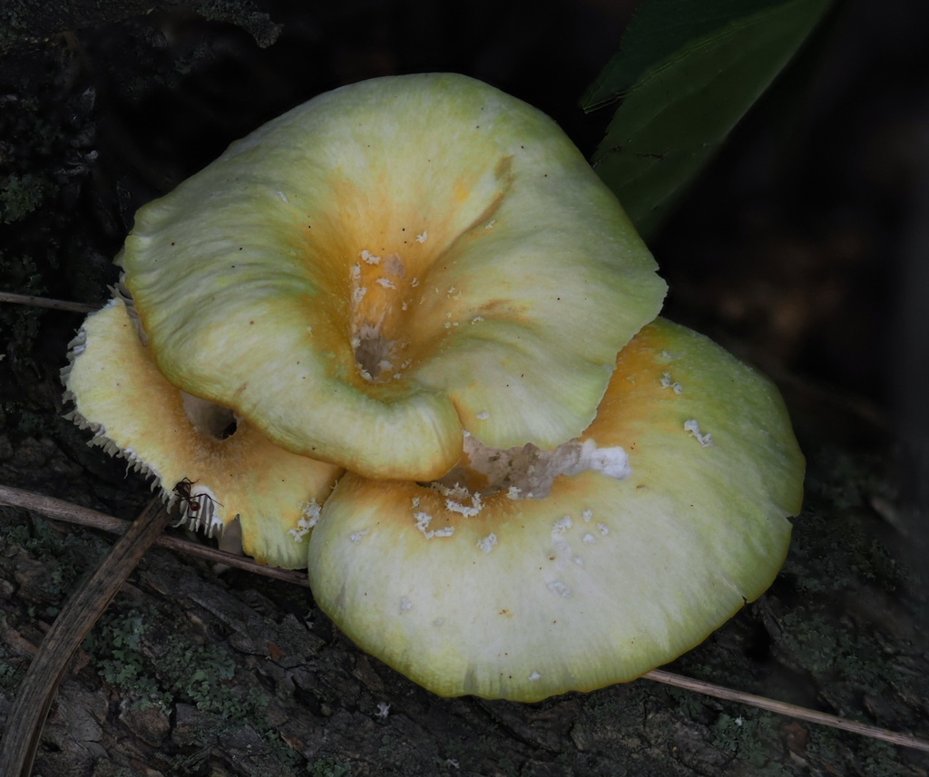 Golden Oyster Mushroom · August 2026 · photo: Photo: (c) Alan Rockefeller, some rights reserved (CC BY) · iNaturalist
