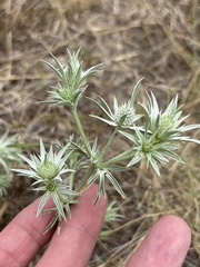 Eryngium heterophyllum, photograph (c) Sam Kieschnick, some rights reserved (CC BY)