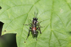 Macrophya militaris