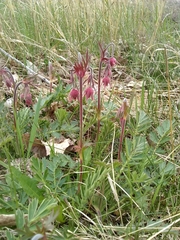 Geum triflorum