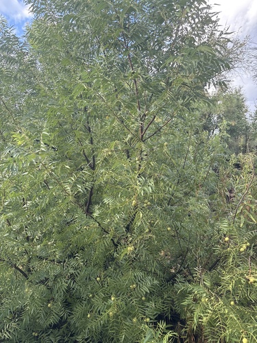 Juglans microcarpa, photograph 2