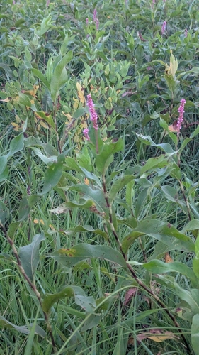 water smartweed