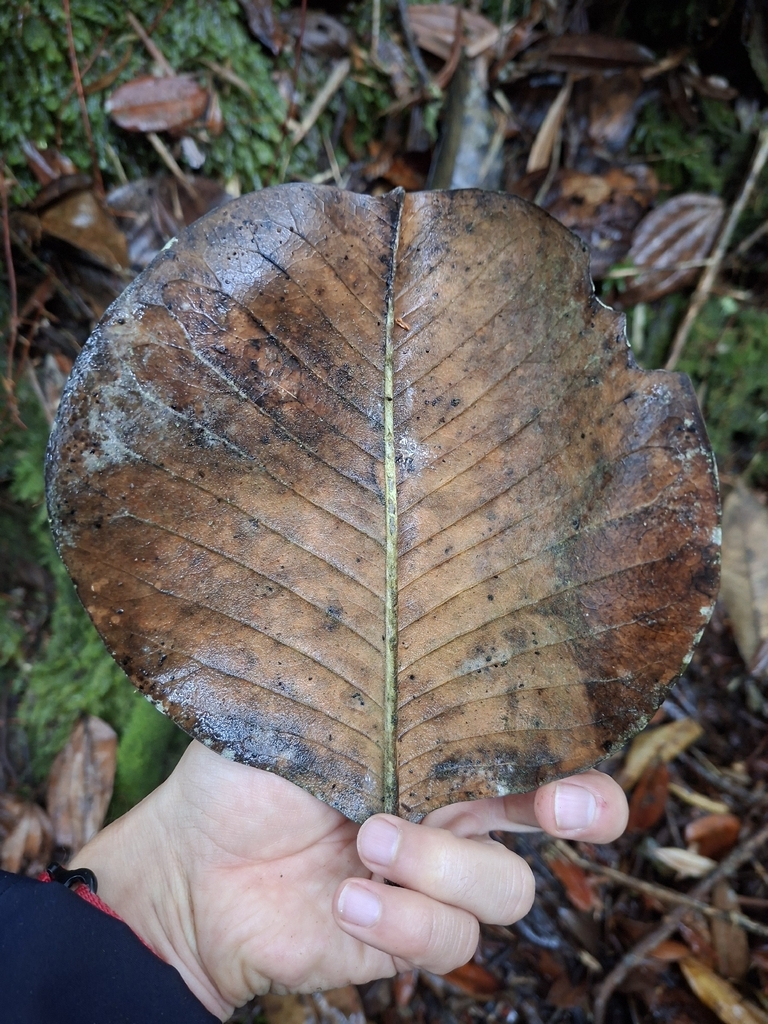 Magnolia yarumalensis; photograph (c) Daniel Mesa, some rights reserved (CC BY)