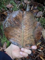 Magnolia yarumalensis