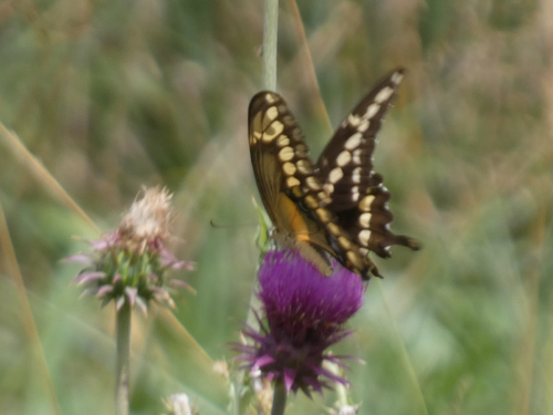 Western Giant Swallowtail
