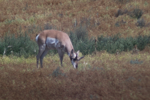 Pronghorn