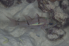 Pristicon rhodopterus