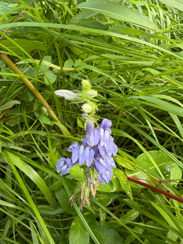 great blue lobelia