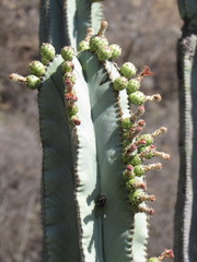 Isolatocereus dumortieri
