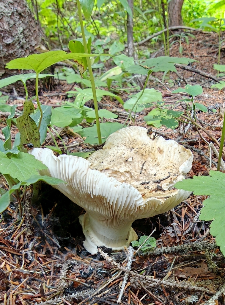 Catathelasma ventricosum · August 2026 · photo: Photo: no rights reserved · iNaturalist