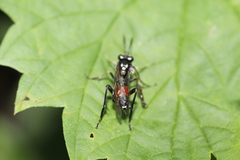 Macrophya militaris