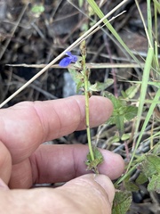 Salvia arizonica, photograph (c) Sam Kieschnick, some rights reserved (CC BY)