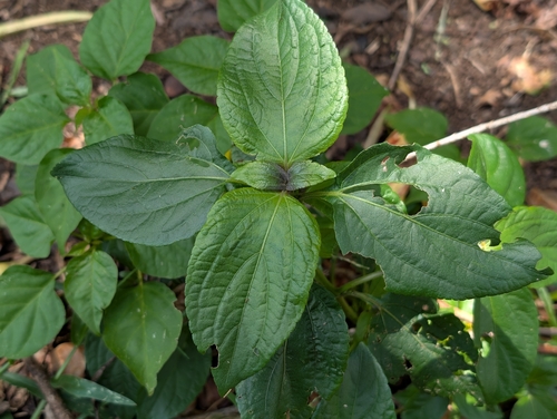 Synedrella nodiflora observed 2026-08-18