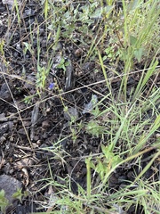 Salvia arizonica, photograph (c) Sam Kieschnick, some rights reserved (CC BY)