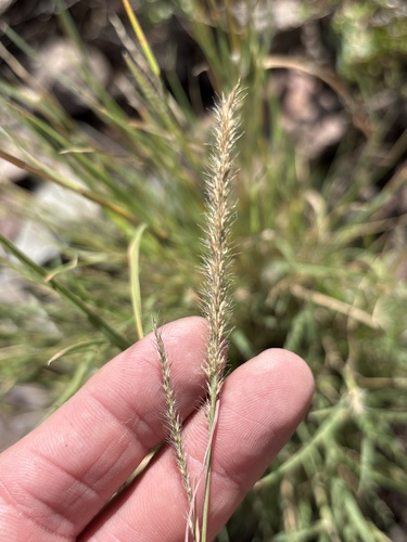 Muhlenbergia phleoides, photograph 1