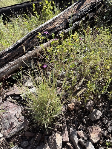 Muhlenbergia phleoides, photograph 2