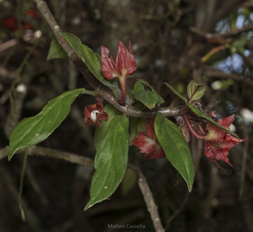 Columnea erythrophaea, photograph 3