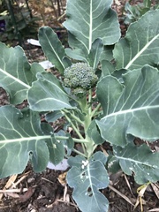 Brassica oleracea italica