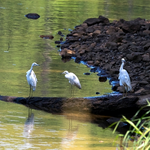 Little Blue Heron
