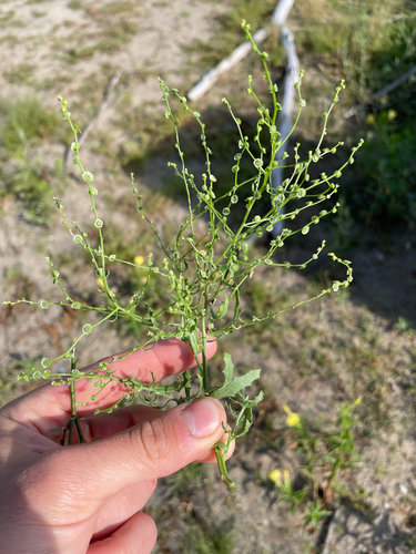 Dysphania atriplicifolia, photograph 2