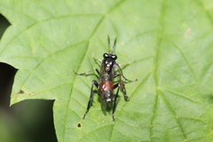 Macrophya militaris