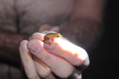 Hyperolius pickersgilli