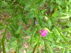 Trichiotinus texanus