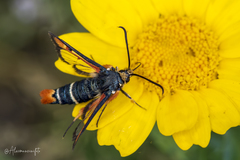 Pyropteron chrysidiforme