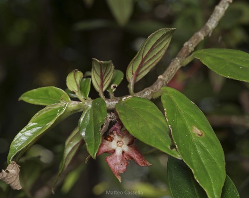 Columnea erythrophaea, photograph 4