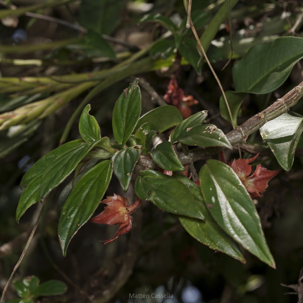 Columnea erythrophaea; photograph (c) Matteo Cassella, some rights reserved (CC BY-SA)