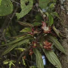 (c) Matteo Cassella, some rights reserved (CC BY-SA) Columnea erythrophaea, photograph (c) Matteo Cassella, some rights reserved (CC BY-SA)