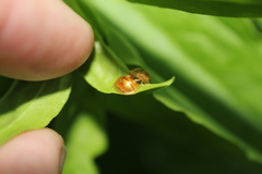 Cassida subreticulata