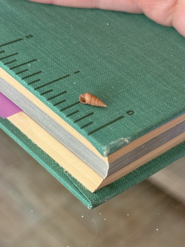 Cerithium zebrum observed 2026-08-18