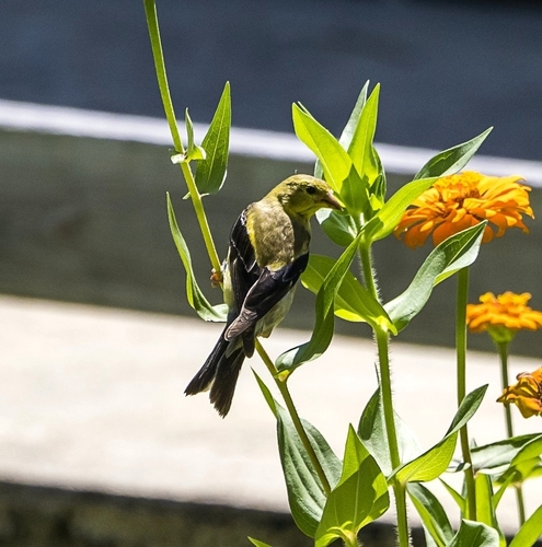 American Goldfinch