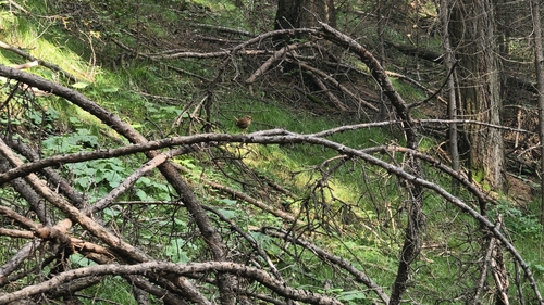 Eurasian Wren