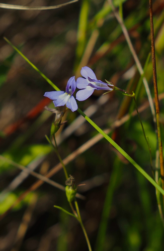 Kalm's Lobelia