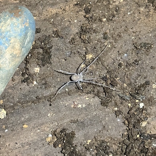 Holonuncia weejasperensis