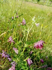 Vicia benghalensis