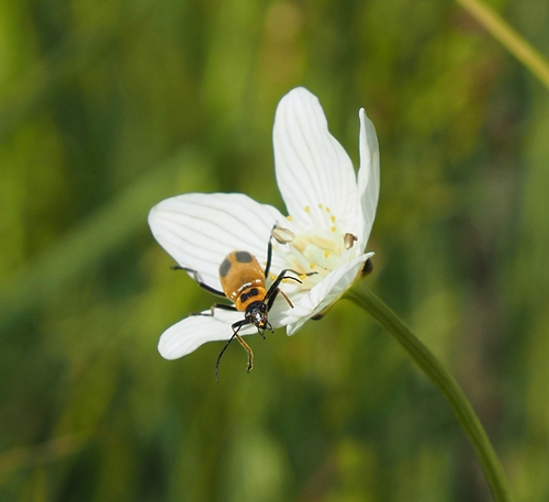 Goldenrod Soldier Beetle