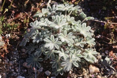 Lupinus concinnus