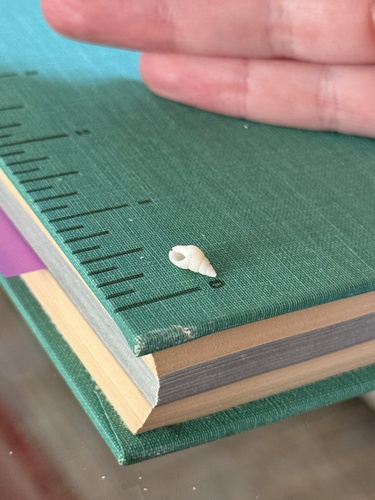 Planaxis suturalis, 2026-08-18