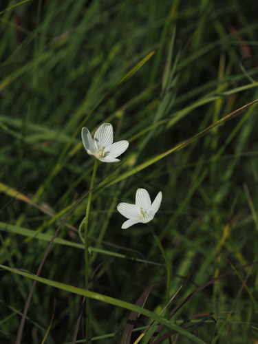fen grass of Parnassus