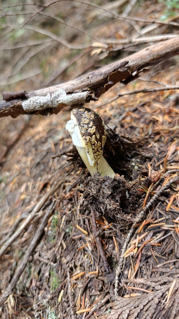 Western Yellow-veiled Amanita · August 2026 · photo: Photo: no rights reserved · iNaturalist