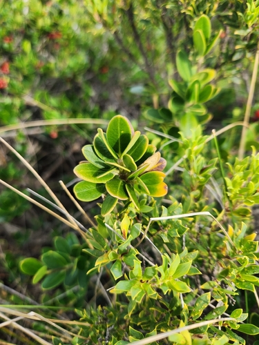 Alyxia buxifolia, photograph 4