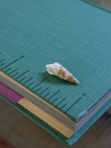 Rhinoclavis articulata observed 2026-08-18