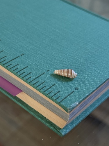 Pyramidella observed 2026-08-18