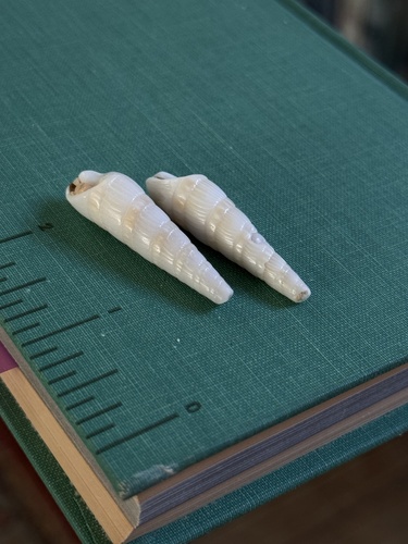 Terebra observed 2026-08-18
