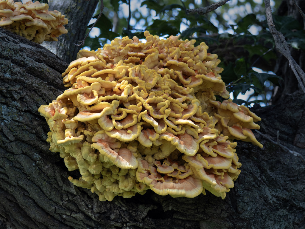 chicken of the woods · August 2026 · photo: Photo: (c) Alan Rockefeller, some rights reserved (CC BY) · iNaturalist