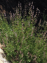 Salvia mellifera